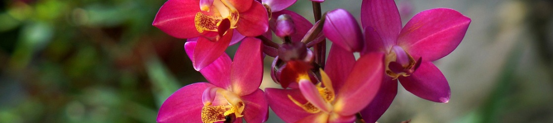 banniere-orchidees