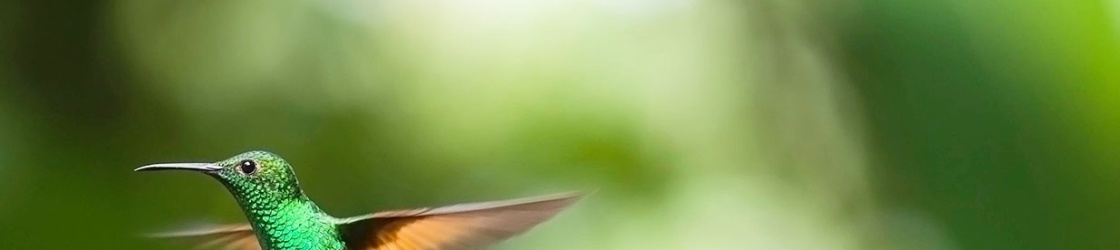 banner_species