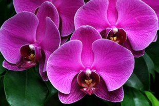 PHALAENOPSIS FUCHSIA PHALAENOPSIS FUCHSIA