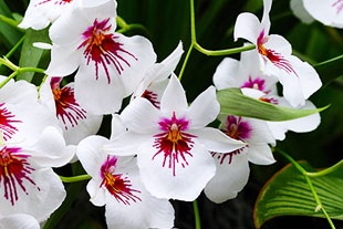 MILTONIA ALEXANDER