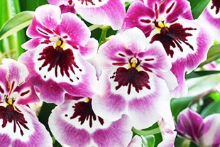MILTONIA ROSE