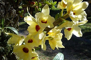 DENRDOBIUM JAUNE PÂLE