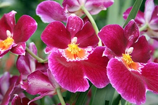 MILTONIA RED TIDE
