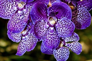 ORCHIDÉE VANDA BLEUE ORCHIDÉE VANDA BLEUE