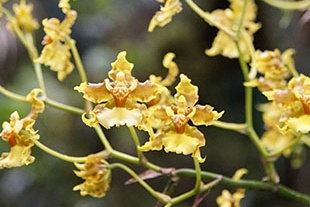 ONCIDIUM BAUERI
