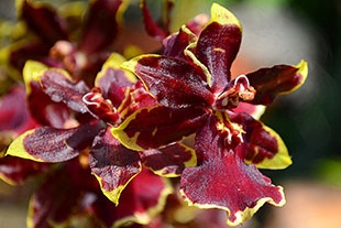 CAMBRIA POURPRE CAMBRIA POURPRE