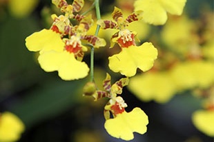 ONCIDIUM VARICOSUM