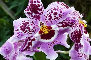 CAMBRIA MAUVE CAMBRIA MAUVE