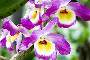 DENDROBIUM ROSE ET JAUNE