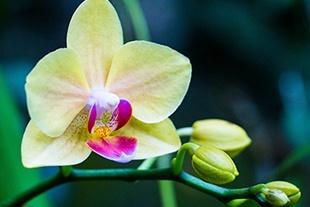 PHALAENOPSIS JAUNE P&Acirc;LE