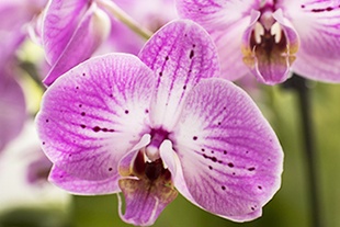 PHALAENOPSIS ROSE PHALAENOPSIS ROSE