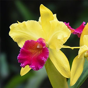 cattleya-jaune-rose-300x300 cattleya-jaune-rose-300x300