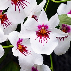 miltonia-blanc-300x300 miltonia-blanc-300x300