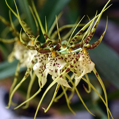 orchidee-brassia-2