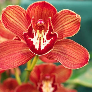 orchidee-cymbidium