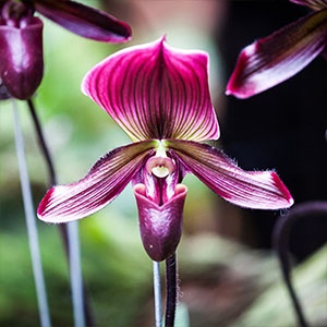 paphiopedilum-300x300 paphiopedilum-300x300