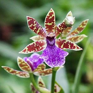 zygopetalum-300x300 zygopetalum-300x300