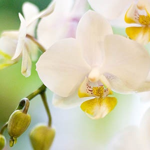 orchidee-phaleano-blanc